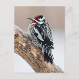 Gelbbbauchmännchen Postkarte