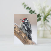 Gelbbbauchmännchen Postkarte (Stehend Vorderseite)