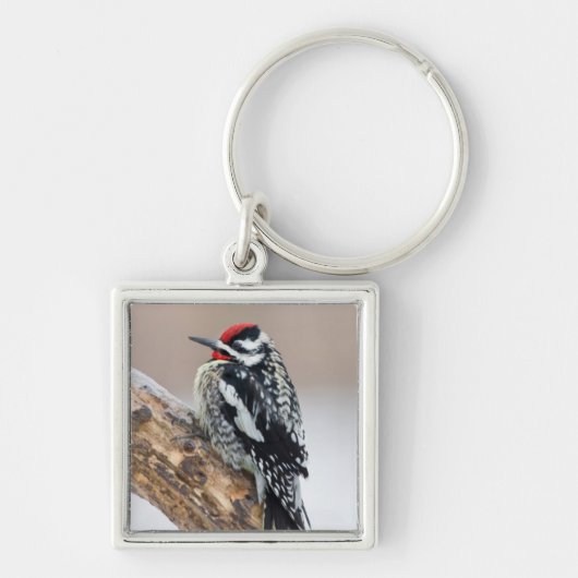 Gelbbbauchmännchen Schlüsselanhänger (Vorne)