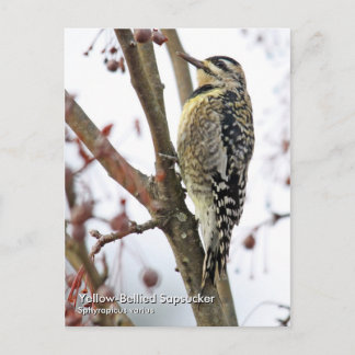 Gelbbbelehnter Sapsucker Postkarte