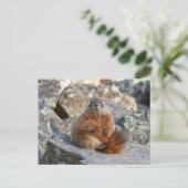 Gelbbbellische Marmot-Postkarte Postkarte (Stehend Vorderseite)