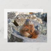 Gelbbbellische Marmot-Postkarte Postkarte (Vorne/Hinten)