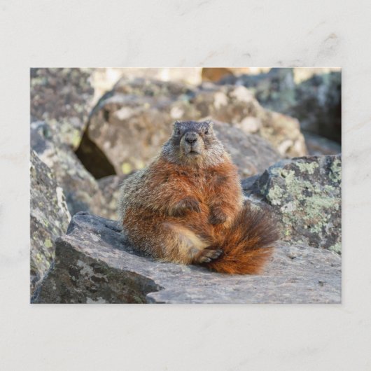 Gelbbbellische Marmot-Postkarte Postkarte (Vorderseite)