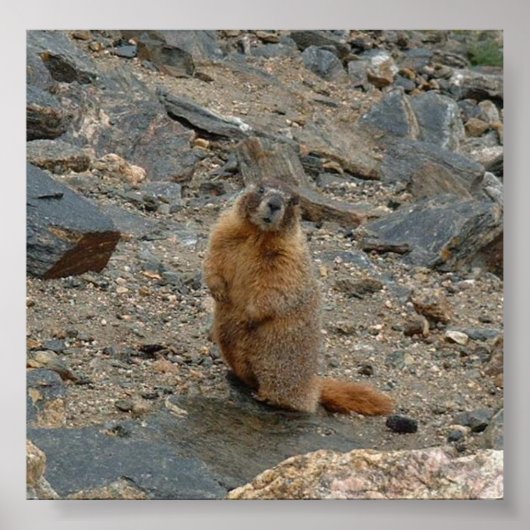 Gelbbbellischer Marmot Poster (Vorne)