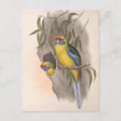Gelbbbellischer Paraket Postkarte (Vorderseite)