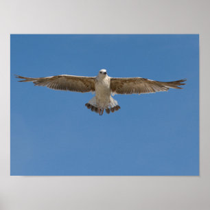 Gelbbeinmöwe Poster