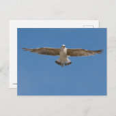 Gelbbeinmöwe Postkarte (Vorne/Hinten)