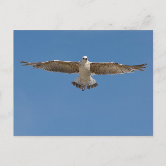 Gelbbeinmöwe Postkarte (Vorderseite)