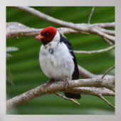 Gelbbilliger Kardinal in einem Baum Poster (Vorne)