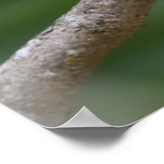 Gelbbilliger Kardinal in einem Baum Poster (Ecke)