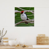 Gelbbilliger Kardinal in einem Baum Poster (Küche)