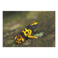 Gelbbinde Gift Dart Frog Dendrobates