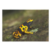 Gelbbinde Gift Dart Frog Dendrobates Fotodruck (Vorne)