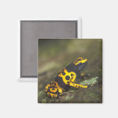 Gelbbinde Gift Dart Frog Dendrobates Magnet (Vorderseite/Rückseite)