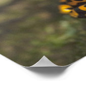 Gelbbinde Gift Dart Frog Dendrobates Poster (Ecke)