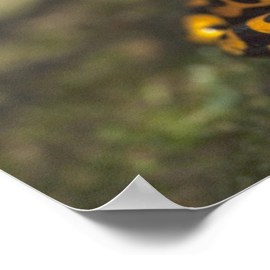 Gelbbinde Gift Dart Frog Dendrobates Poster (Ecke)