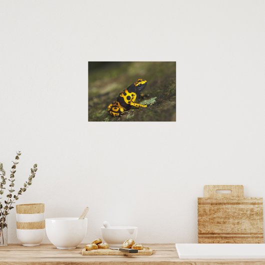 Gelbbinde Gift Dart Frog Dendrobates Poster (Küche)
