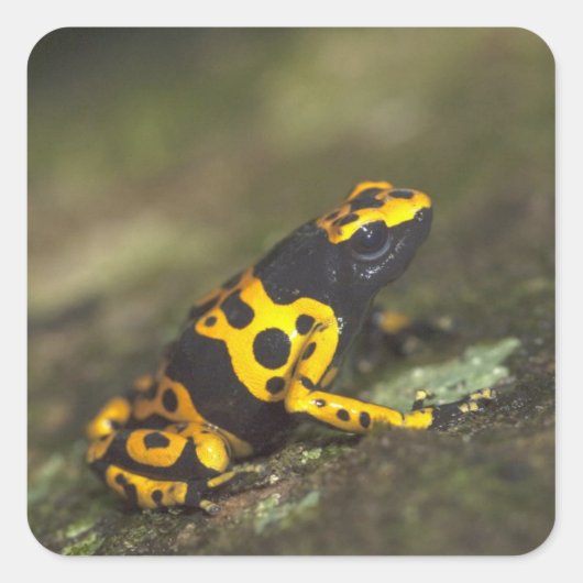 Gelbbinde Gift Dart Frog Dendrobates Quadratischer Aufkleber (Vorderseite)
