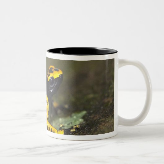 Gelbbinde Gift Dart Frog Dendrobates Zweifarbige Tasse (Rechts)