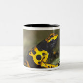Gelbbinde Gift Dart Frog Dendrobates Zweifarbige Tasse (Mittel)