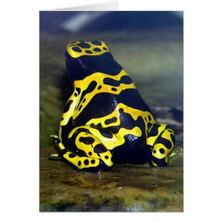 Gelbbindenfrosch - Dendrobat leucomelas