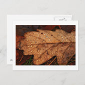 Gelbblätterpflaster Postkarte (Vorne/Hinten)