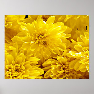 Gelbblumen, frisch Nah Poster