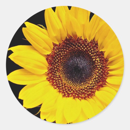 Gelbblütenblume Blume Runder Aufkleber (Vorderseite)