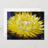 Gelbblütenblume Postkarte (Vorne/Hinten)