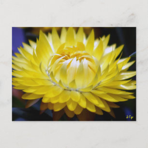 Gelbblütenblume Postkarte