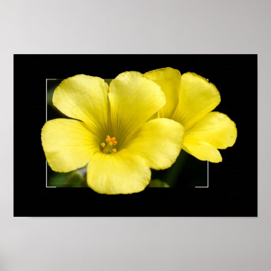 Gelbblütendruck Poster (Vorne)
