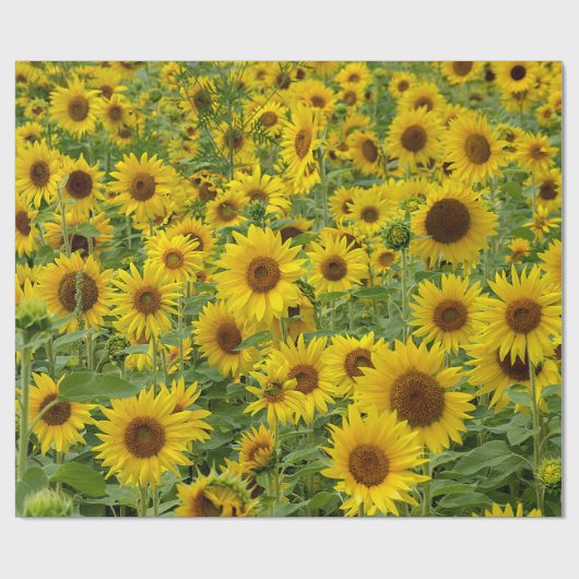 Gelbblütenfeld Geschenkpapier (Flach)