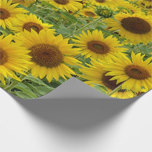 Gelbblütenfeld Geschenkpapier (Ecke)