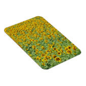 Gelbblütenfeld Magnet (Rechte Seite)