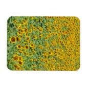 Gelbblütenfeld Magnet (Horizontal)