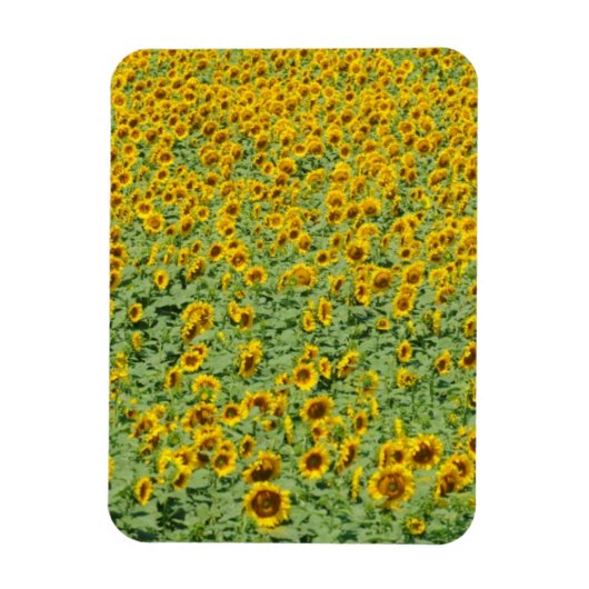 Gelbblütenfeld Magnet (Vertikal)