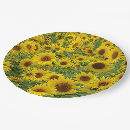 Gelbblütenfeld Pappteller (Schrägansicht)