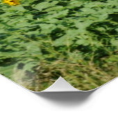 Gelbblütenfeld Poster (Ecke)