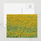 Gelbblütenfeld Postkarte (Vorne/Hinten)