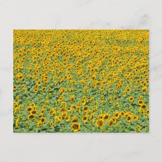 Gelbblütenfeld Postkarte (Vorderseite)
