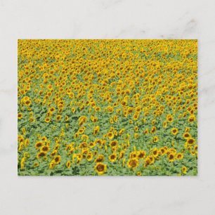 Gelbblütenfeld Postkarte