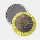 Gelbblütenmagnet Magnet (Vorderseite/Rückseite)
