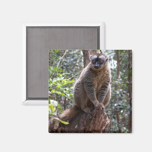 Gelbbraune Lemur Magnet (Vorderseite/Rückseite)