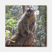 Gelbbraune Lemur Magnet (Vorne)