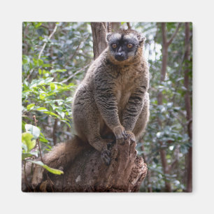 Gelbbraune Lemur Magnet