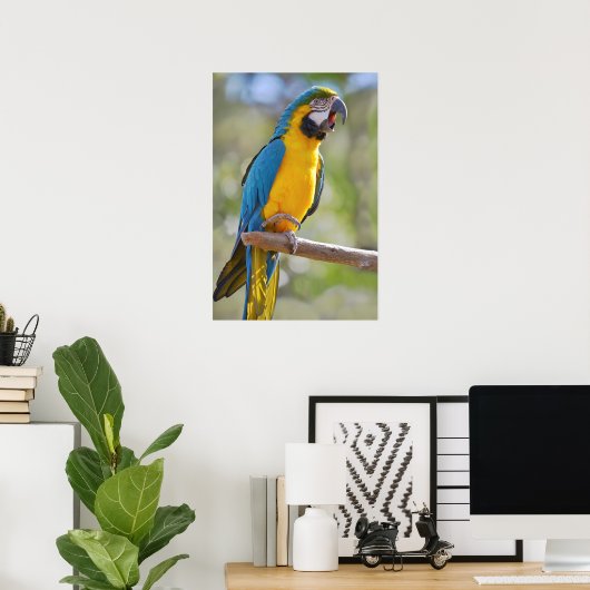 Gelbbrustara macaw on perch poster (Heimbüro)