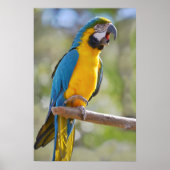 Gelbbrustara macaw on perch poster (Vorne)