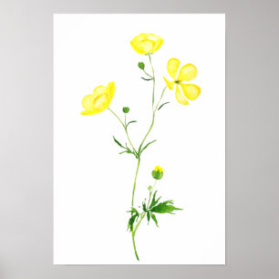 Gelbbutterbecher Blume Aquarell Poster