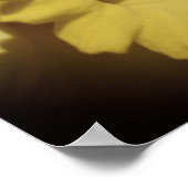 Gelbe affodische Blume Nah Poster (Ecke)
