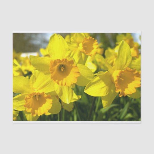 Gelbe affodische Blume Seidenpapier (Vorderseite)